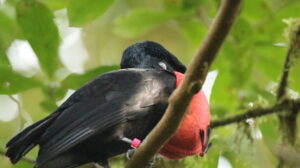 Inflating his red pouch