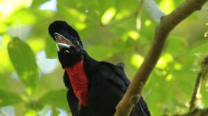 Regurgitating a seed